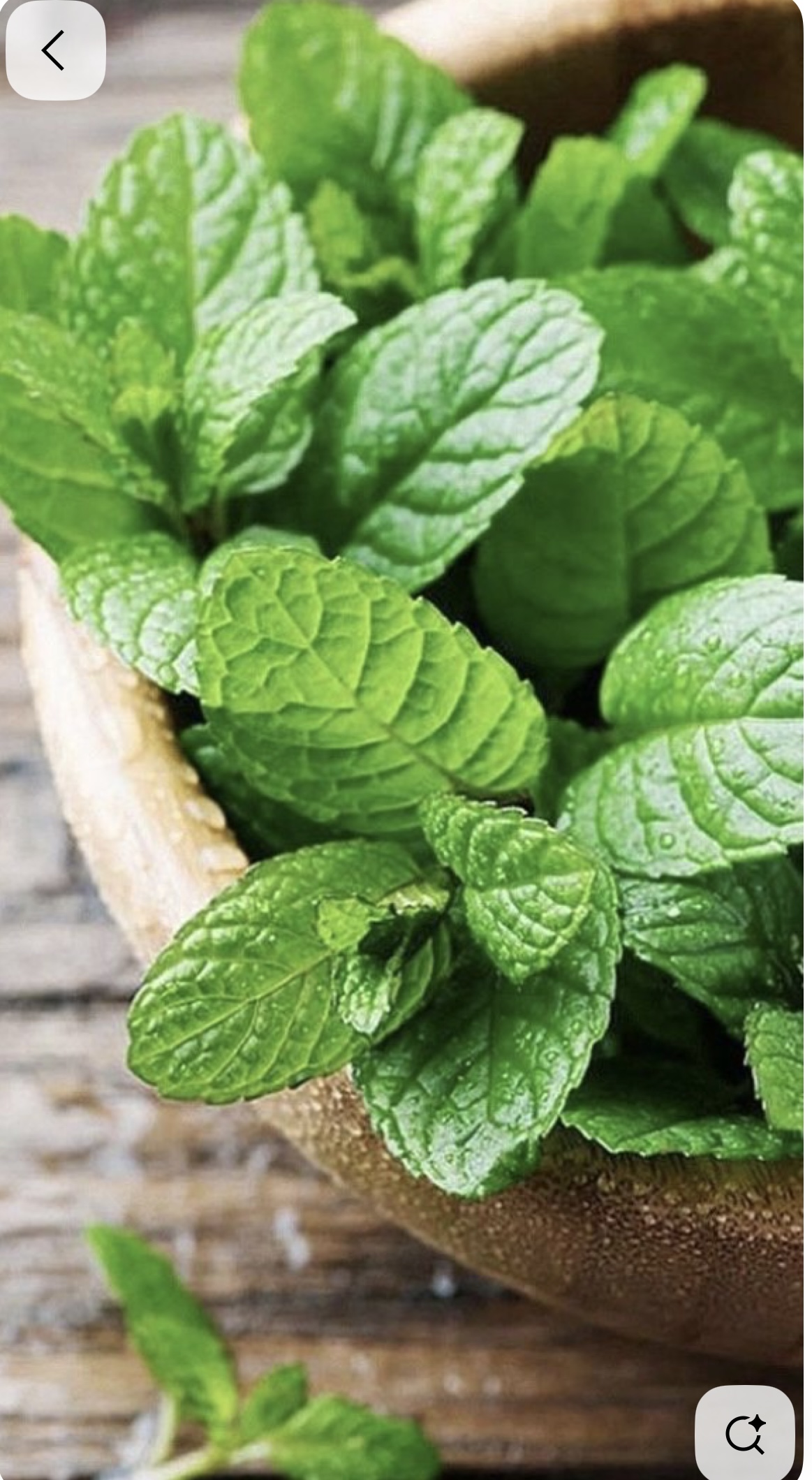 نعنافلفلی بارایحه ماندگار